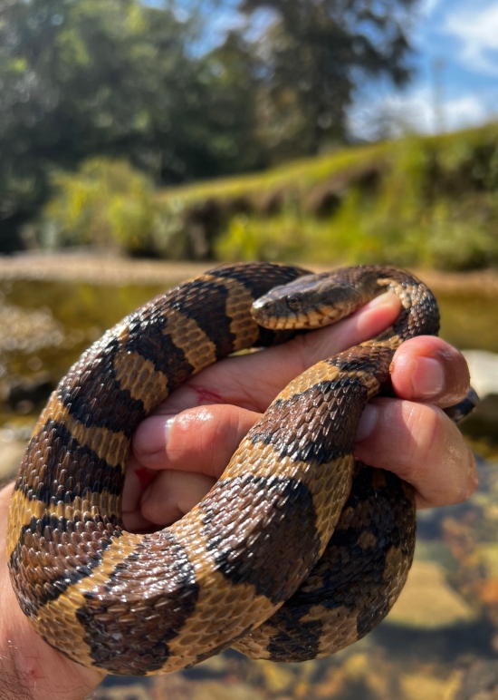 Midland Water Snake